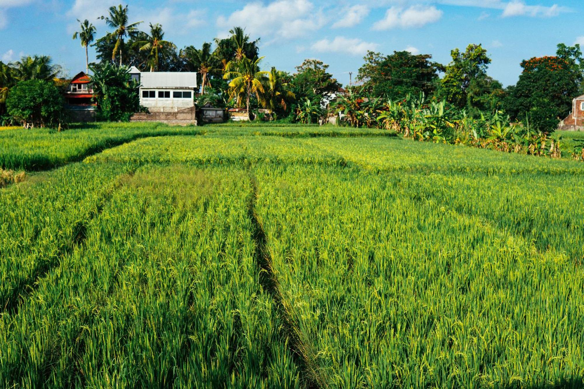 Tut Winten Villa Ubud エクステリア 写真
